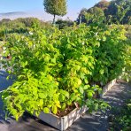 Malina červená (Rubus idaeus) 'WILLAMETTE´ - výška 30-40 cm, kont. C2L